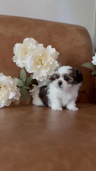 Cassie , a female Shih Tzu and Mal Shi for sale in Asheville, NC – 3 of 6