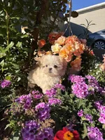 Latte , a male Mal Shi for sale in Asheville, NC – 5 of 7