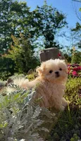 Latte , a male Mal Shi for sale in Asheville, NC – 6 of 7