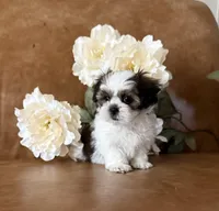 Cassie , a female Shih Tzu and Mal Shi for sale in Asheville, NC – 4 of 6