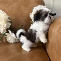 Cassie , a female Shih Tzu and Mal Shi for sale in Asheville, NC – 2 of 6