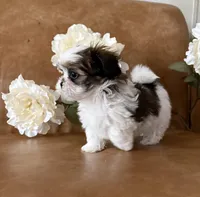Cassie , a female Shih Tzu and Mal Shi for sale in Asheville, NC – 5 of 6
