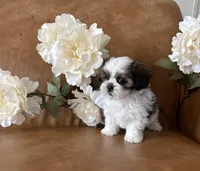Cassie , a female Shih Tzu and Mal Shi for sale in Asheville, NC – 6 of 6