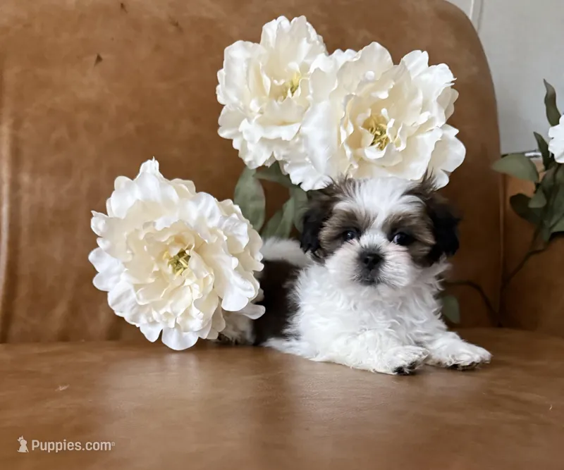 Cassie  – Shih Tzu, Mal Shi puppy for sale in Asheville, NC