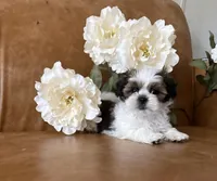 Cassie , a female Shih Tzu and Mal Shi for sale in Asheville, NC – 1 of 6