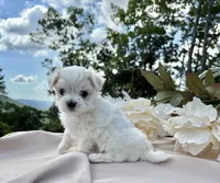 Riana, a female Maltese for sale in Asheville, NC – 4 of 6