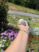  Tia , a female Mal Shi for sale in Asheville, NC – 7 of 10