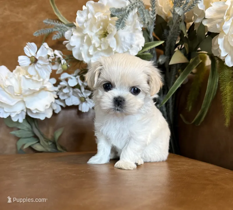  Tia  – Mal Shi puppy for sale in Asheville, NC