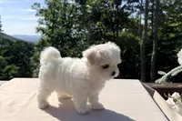 Tiana, a female Maltese for sale in Asheville, NC – 2 of 7