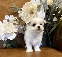 Ivory, a female Maltese for sale in Asheville, NC – 3 of 5