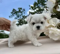 Rosie, a female Maltese for sale in Asheville, NC – 6 of 7