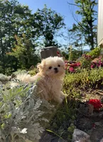 Latte , a male Mal Shi for sale in Asheville, NC – 7 of 7