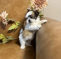 benni, a male Shih Tzu and Mal Shi for sale in Asheville, NC – 6 of 10