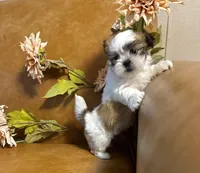 benni, a male Shih Tzu and Mal Shi for sale in Asheville, NC – 8 of 10