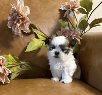benni, a male Shih Tzu and Mal Shi for sale in Asheville, NC – 9 of 10