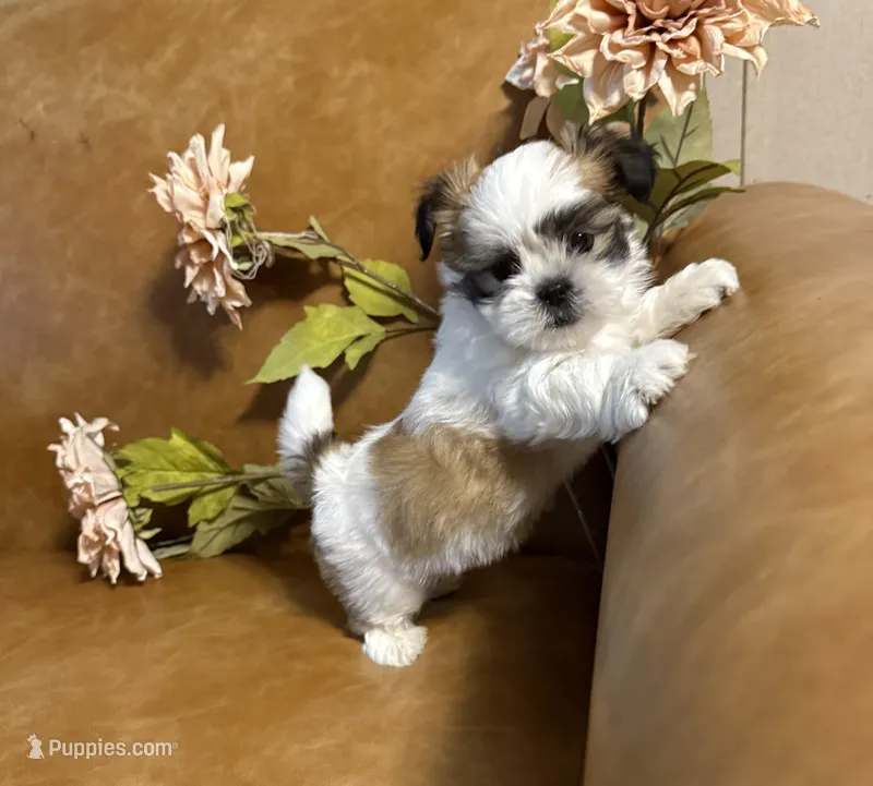 benni – Shih Tzu, Mal Shi puppy for sale in Asheville, NC