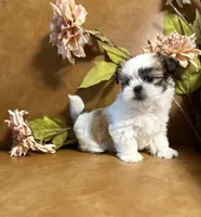 benni, a male Shih Tzu and Mal Shi for sale in Asheville, NC – 7 of 10