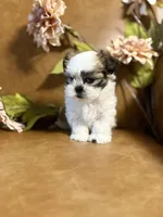 benni, a male Shih Tzu and Mal Shi for sale in Asheville, NC – 3 of 10