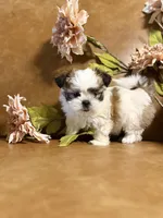 benni, a male Shih Tzu and Mal Shi for sale in Asheville, NC – 5 of 10