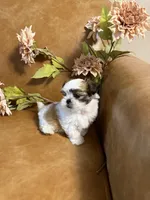 benni, a male Shih Tzu and Mal Shi for sale in Asheville, NC – 10 of 10