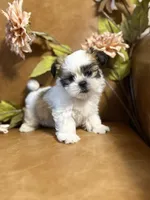 benni, a male Shih Tzu and Mal Shi for sale in Asheville, NC – 2 of 10