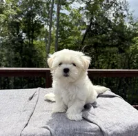 Teddy, a male Mal Shi for sale in Asheville, NC – 4 of 6