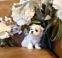 Ivory, a female Maltese for sale in Asheville, NC – 4 of 5