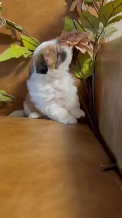 benni, a male Shih Tzu and Mal Shi for sale in Asheville, NC – 4 of 10