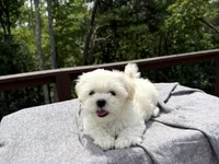 Teddy, a male Mal Shi for sale in Asheville, NC – 3 of 6
