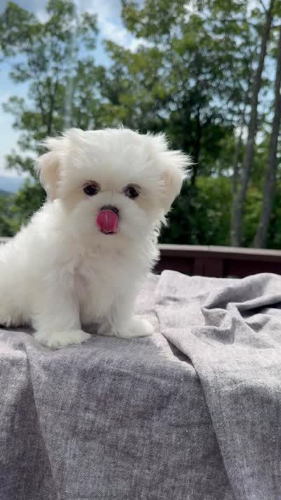Sunny, a male Mal Shi for sale in Asheville, NC – 4 of 4