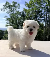 Tiana, a female Maltese for sale in Asheville, NC – 6 of 7