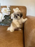 Lucky, a male Mal Shi for sale in Asheville, NC – 3 of 9
