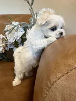 Ivory, a female Maltese for sale in Asheville, NC – 5 of 5