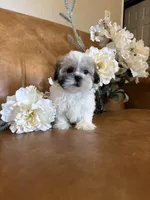 Lucky, a male Mal Shi for sale in Asheville, NC – 2 of 9