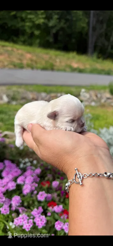  Tia  – Mal Shi puppy for sale in Asheville, NC