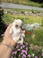  Tia , a female Mal Shi for sale in Asheville, NC – 2 of 10