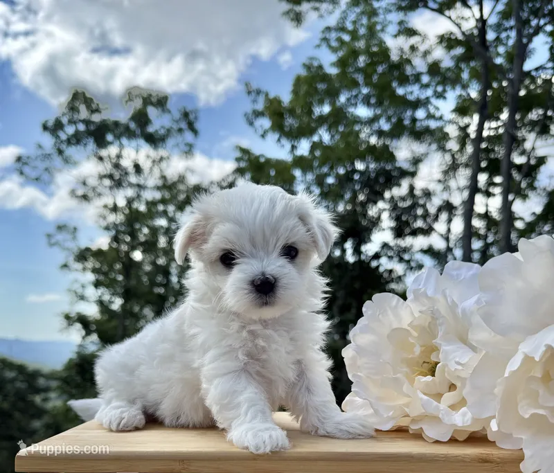 Riana – Maltese puppy for sale in Asheville, NC