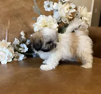 Lucky, a male Mal Shi for sale in Asheville, NC – 6 of 9