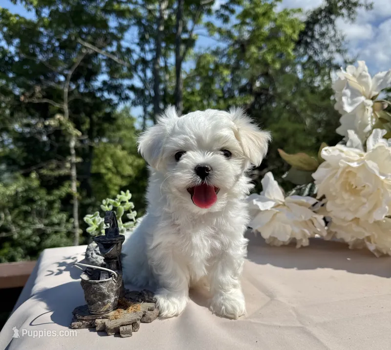 Nissan – Maltese puppy for sale in Asheville, NC