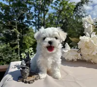 Nissan, a male Maltese for sale in Asheville, NC – 1 of 5