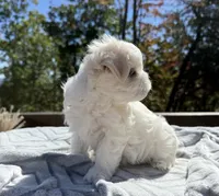 Winston, a male Maltese for sale in Asheville, NC – 5 of 9