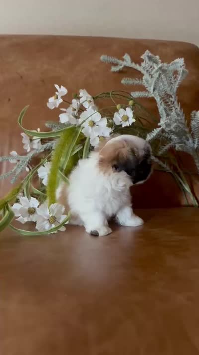 Lucky , a male Shih Tzu and Mal Shi for sale in Asheville, NC – 8 of 8