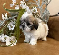 Lucky , a male Shih Tzu and Mal Shi for sale in Asheville, NC – 5 of 8