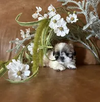 Lucky , a male Shih Tzu and Mal Shi for sale in Asheville, NC – 4 of 8