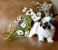 Lucky , a male Shih Tzu and Mal Shi for sale in Asheville, NC – 3 of 8