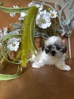 Lucky , a male Shih Tzu and Mal Shi for sale in Asheville, NC – 7 of 8