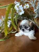 Lucky , a male Shih Tzu and Mal Shi for sale in Asheville, NC – 6 of 8