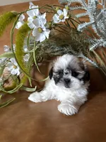Lucky , a male Shih Tzu and Mal Shi for sale in Asheville, NC – 2 of 8
