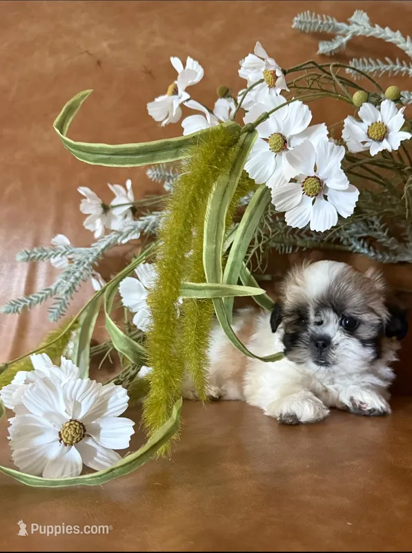 Lucky  – Shih Tzu, Mal Shi puppy for sale in Asheville, NC