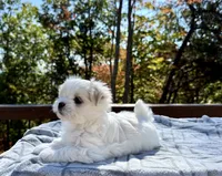 Johnson, a female Maltese for sale in Asheville, NC – 6 of 8